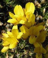 GORSE